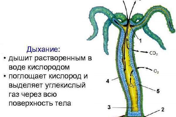 Кракен сайт как выглядит